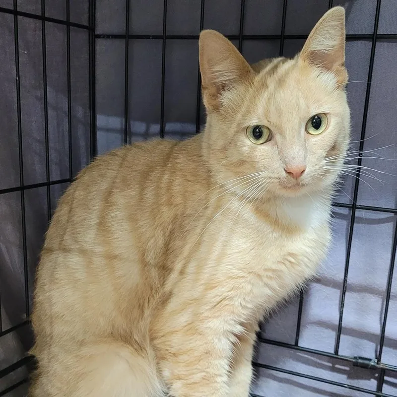 A young medium-sized male Buff / Tan / Fawn Domestic Short Hair cat named Buff Tom for adoption in Traverse City, MI