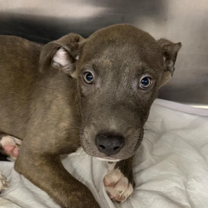 A baby medium-sized male Pit Bull Terrier dog named Goofy for adoption in Midland, TX