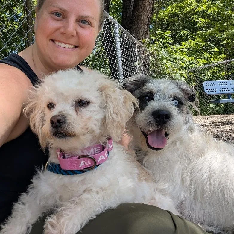 An adult medium-sized male White / Cream Mixed Breed dog named Oscar for adoption in West Olive, MI