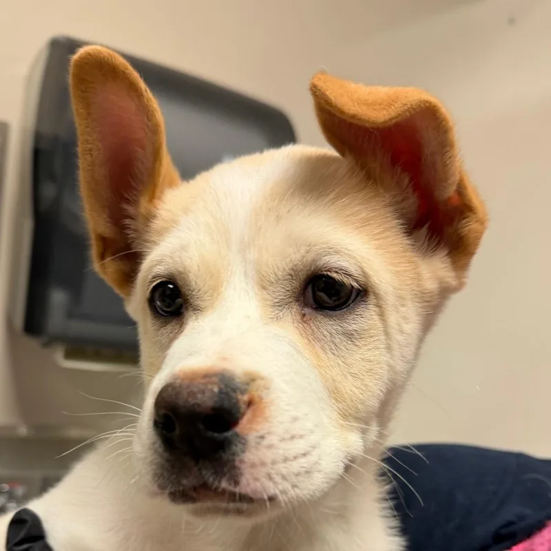 A baby small-sized male White / Cream Husky dog named Albert for adoption in Reno, NV