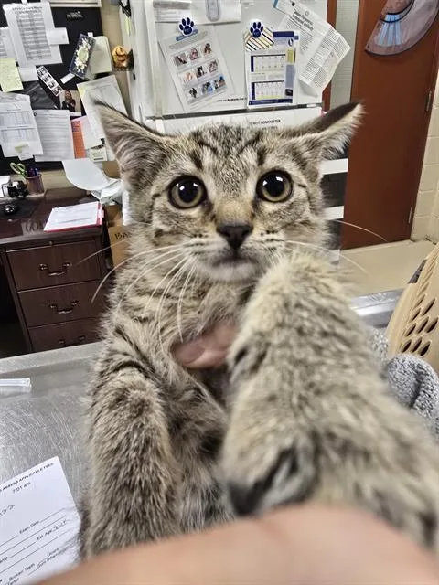 A baby small-sized female Domestic Short Hair cat named Bee for adoption in Aliquippa, PA