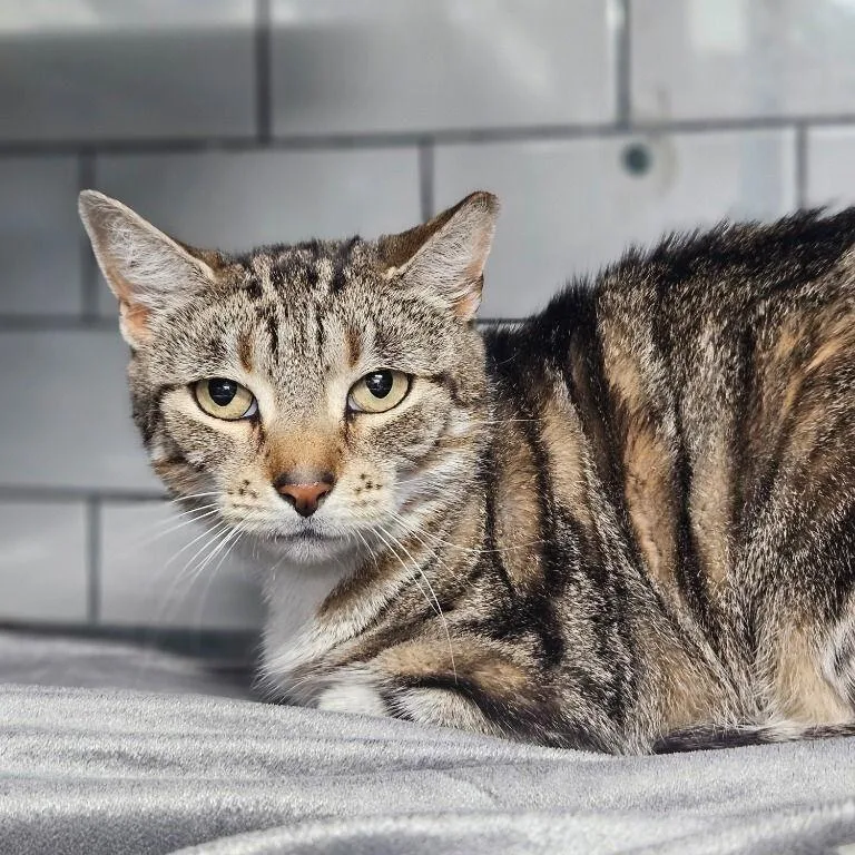 Hinsdale thumbnail 2