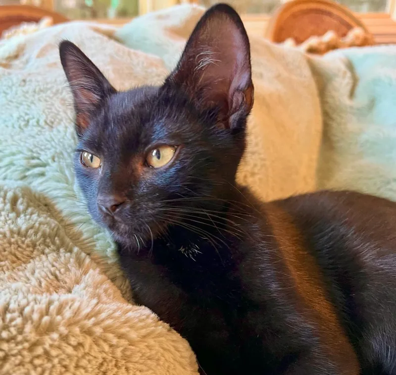 A baby small-sized male Black Domestic Short Hair cat named Diesel for adoption in El Monte, CA