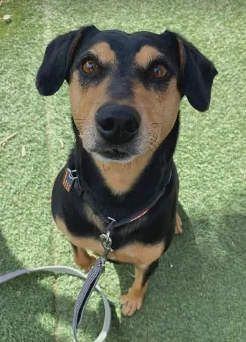 An adult medium-sized male Brown / Chocolate German Pinscher dog named Huff for adoption in Parker, CO