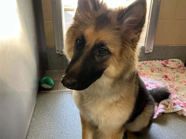 A young small-sized male German Shepherd Dog dog named Brandon for adoption in Tustin, CA