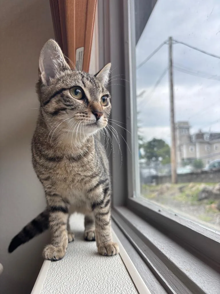 A baby medium-sized female Tabby (Tiger Striped) Domestic Short Hair cat named Cutie for adoption in Fall River, MA