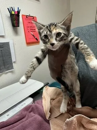 A baby medium-sized female Domestic Short Hair cat named Llama for adoption in Sacramento, CA