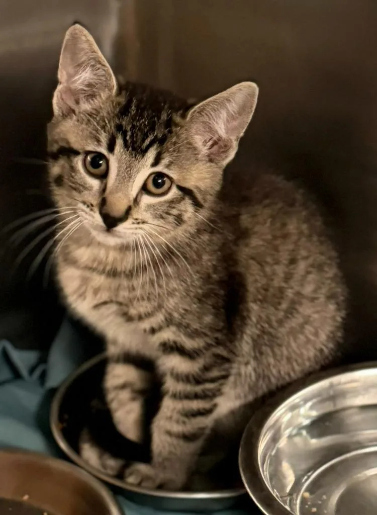 A baby small-sized male Domestic Short Hair cat named Harrison for adoption in Sherwood, AR