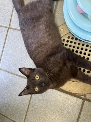 A baby small-sized male Domestic Short Hair cat named Gordon for adoption in Honolulu, HI