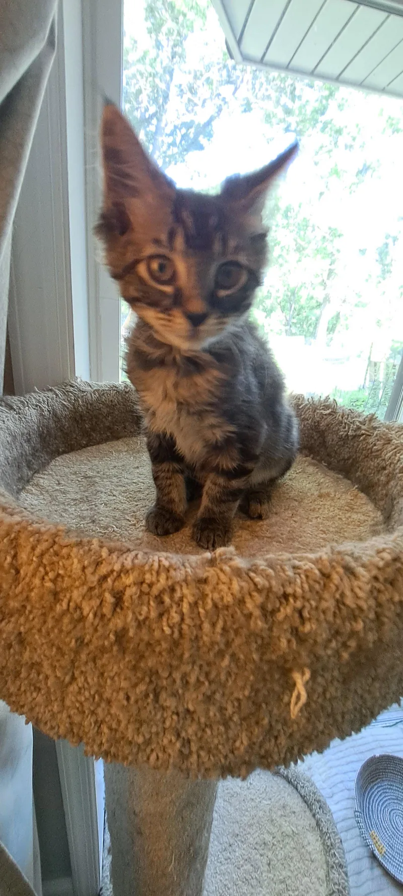 A baby medium-sized female Domestic Long Hair cat named Night Wing  Willow for adoption in Greenville, DE