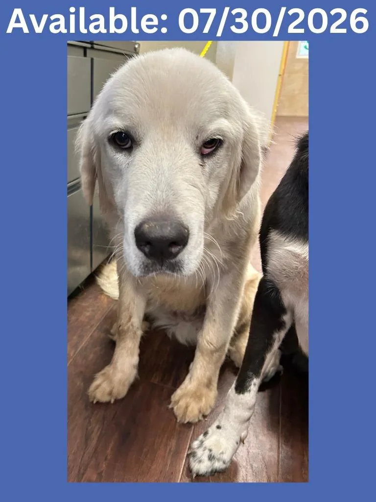 An adult medium-sized male Great Pyrenees dog named Dog Kennel for adoption in Greenville, TX