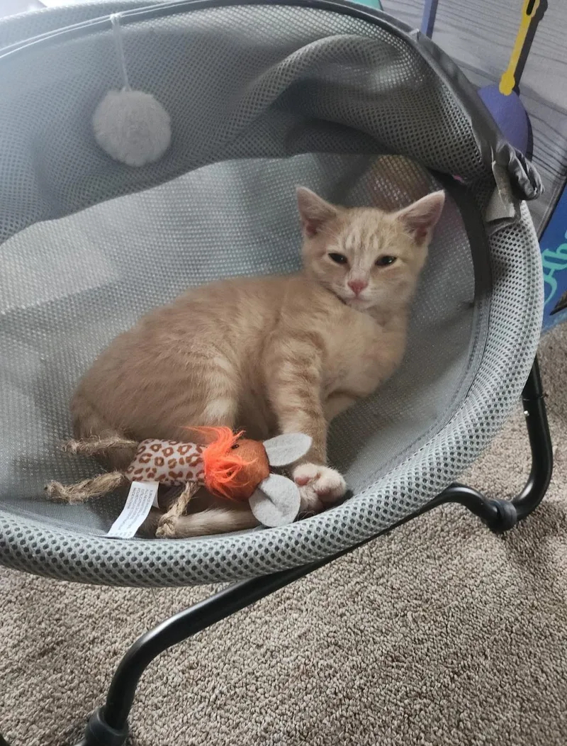 A baby medium-sized female Buff / Tan / Fawn Domestic Short Hair cat named Sandy for adoption in Clayton, NJ
