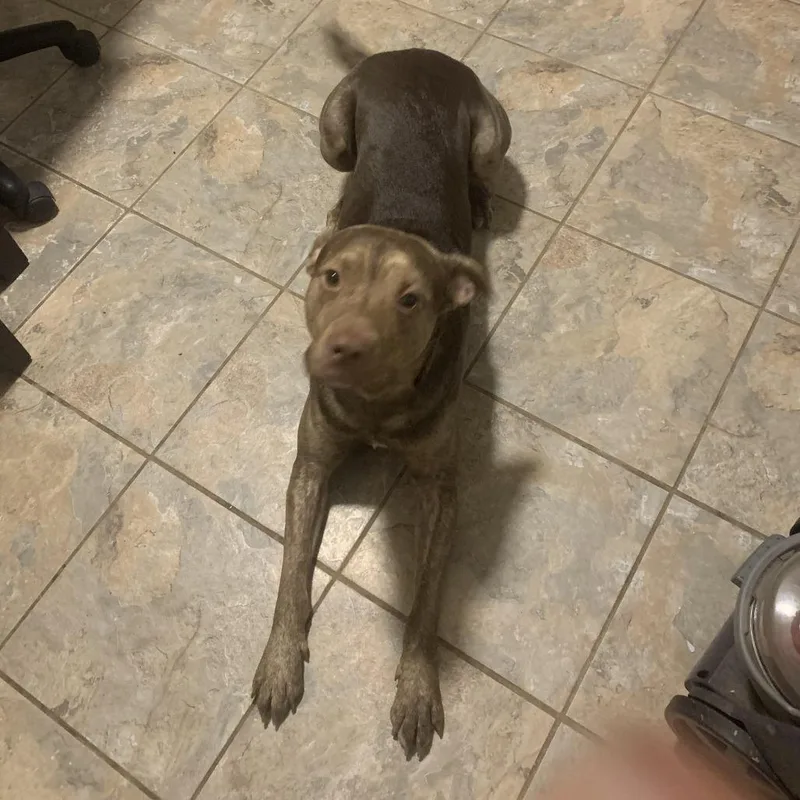 An adult small-sized male Brindle Mixed Breed dog named Logical for adoption in Sylvania, GA