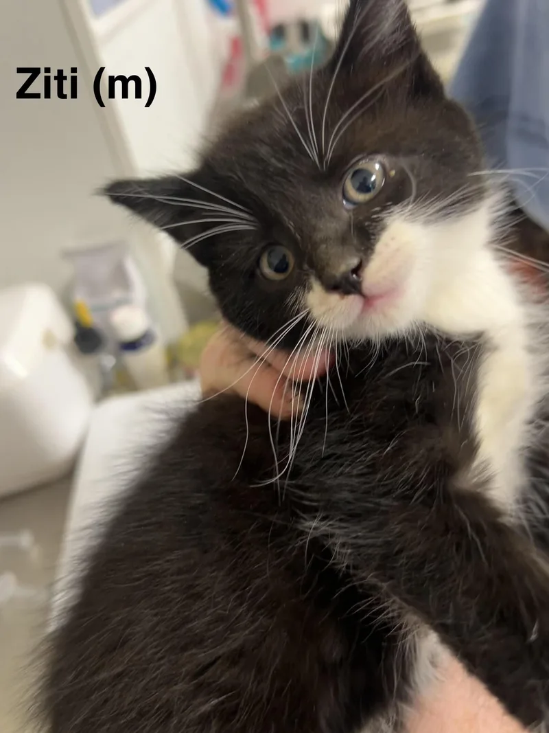 A baby medium-sized female Black & White / Tuxedo Domestic Short Hair cat named Ziti for adoption in Saugerties, NY