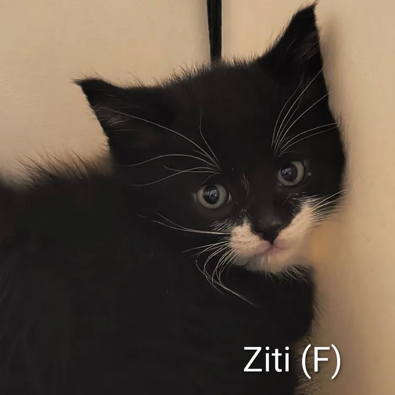 Ziti thumbnail 2