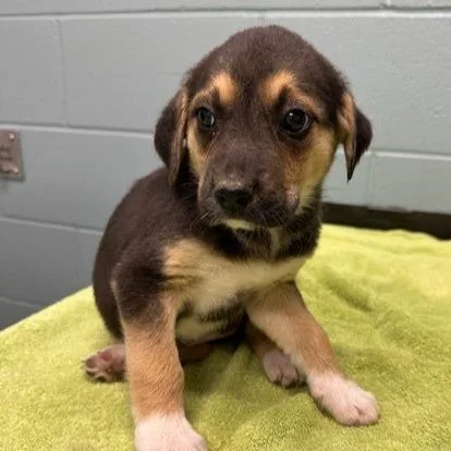 A young large-sized female Shepherd dog named Luv for adoption in Kansas City, MO