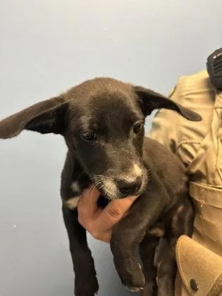 A baby medium-sized male Pit Bull Terrier dog named Quartz $ for adoption in Seneca, SC