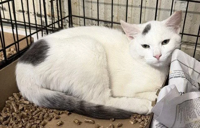 A young medium-sized male Domestic Short Hair cat named Myles for adoption in Apollo, PA