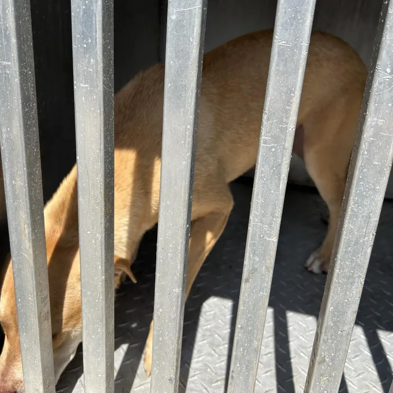 An adult medium-sized female Apricot / Beige American Staffordshire Terrier dog named Honey Cakes for adoption in Greensboro, NC