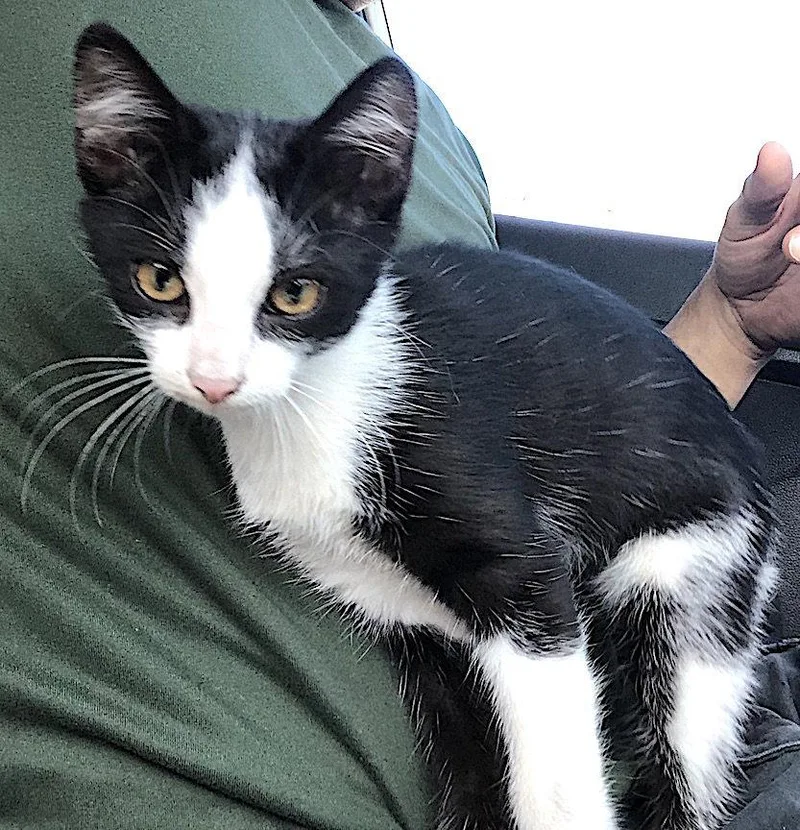 A baby medium-sized female Black & White / Tuxedo Domestic Short Hair cat named Morana for adoption in Albemarle, NC