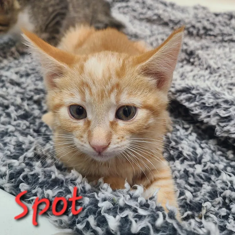 A baby small-sized male Orange / Red Domestic Short Hair cat named Spot for adoption in Layton, UT