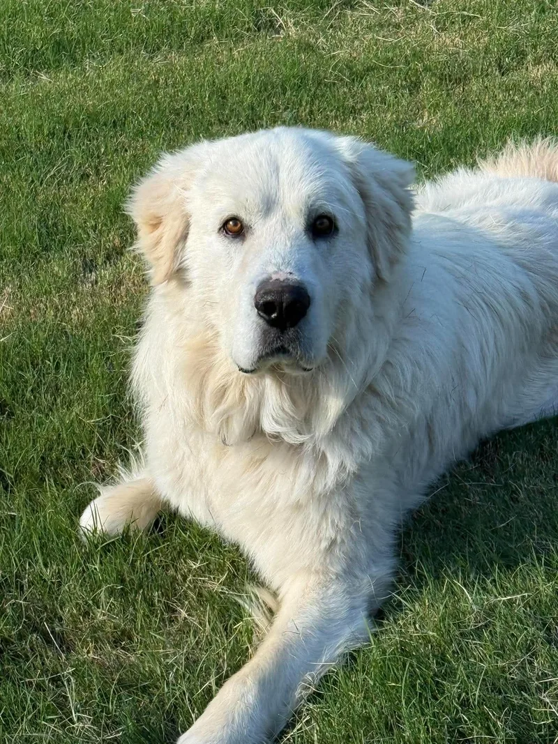 An adult extra large-sized male White / Cream Great Pyrenees dog named Alioth for adoption in Kiowa, OK