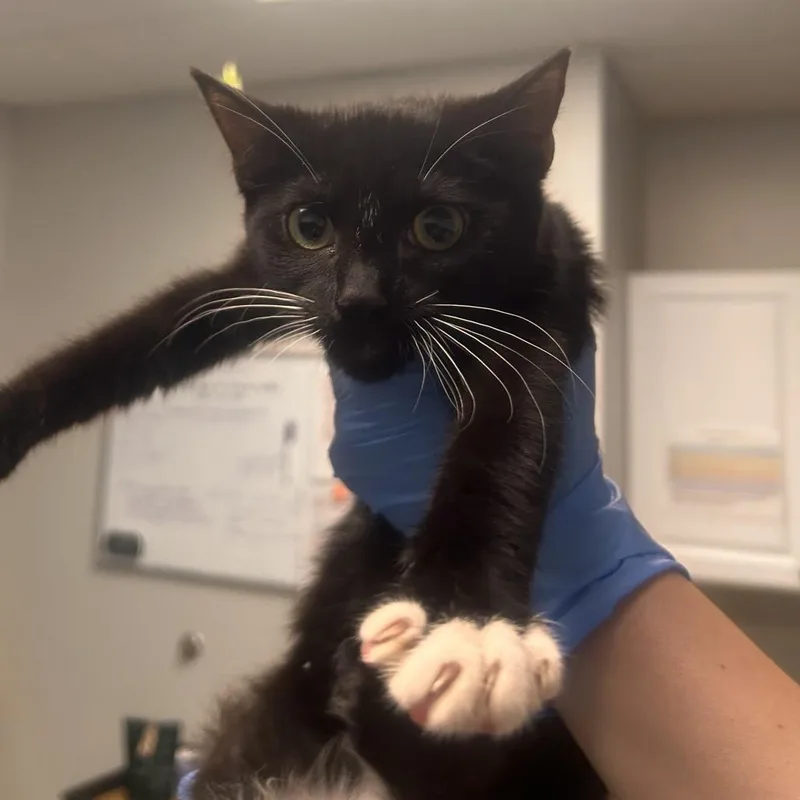 A baby small-sized female Black Domestic Short Hair cat named Waffles for adoption in Greenville, SC
