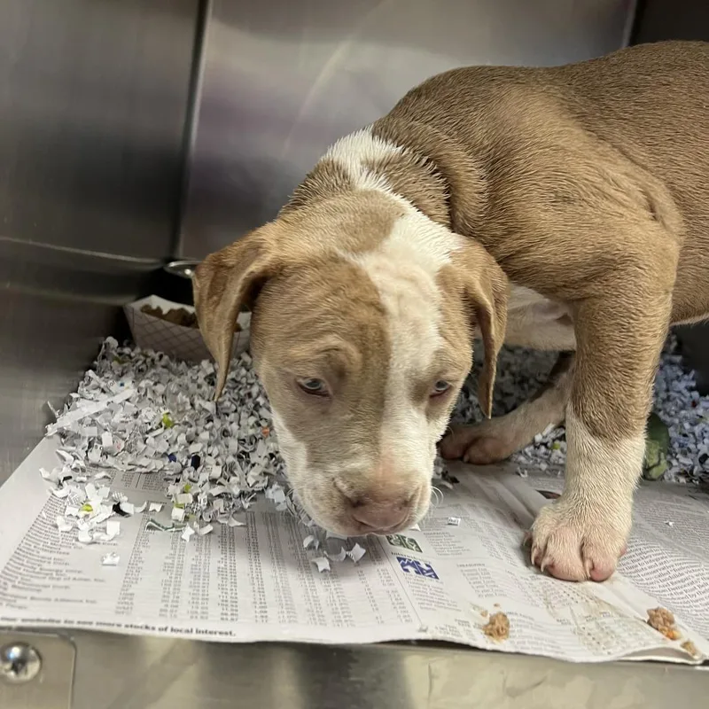 A baby small-sized female Yellow / Tan / Blond / Fawn Pit Bull Terrier dog named Yamazaki for adoption in East Saint Louis, IL