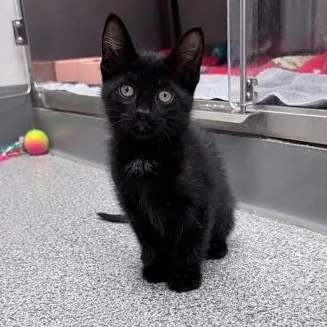 A baby medium-sized male Black Domestic Short Hair cat named Lonzino for adoption in Tinley Park, IL