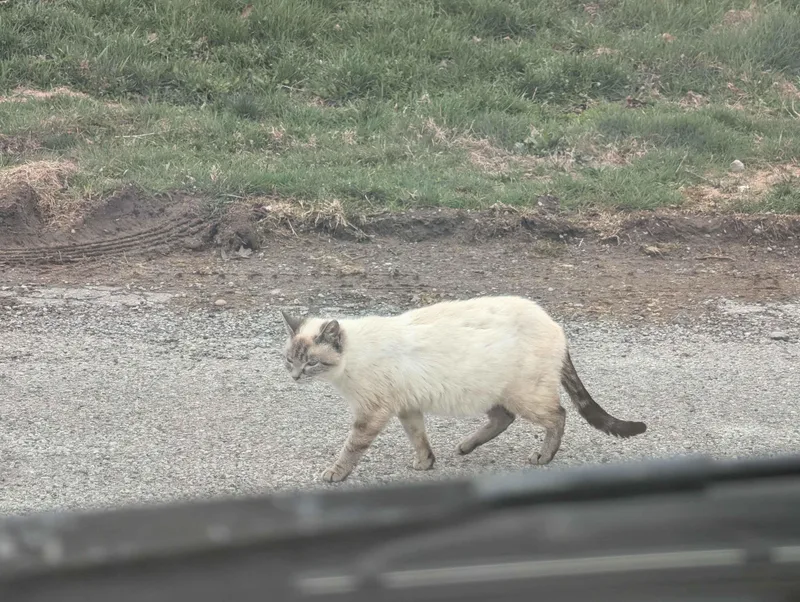 An adult medium-sized female Lilac Point Siamese cat named Nani for adoption in Wooster, OH