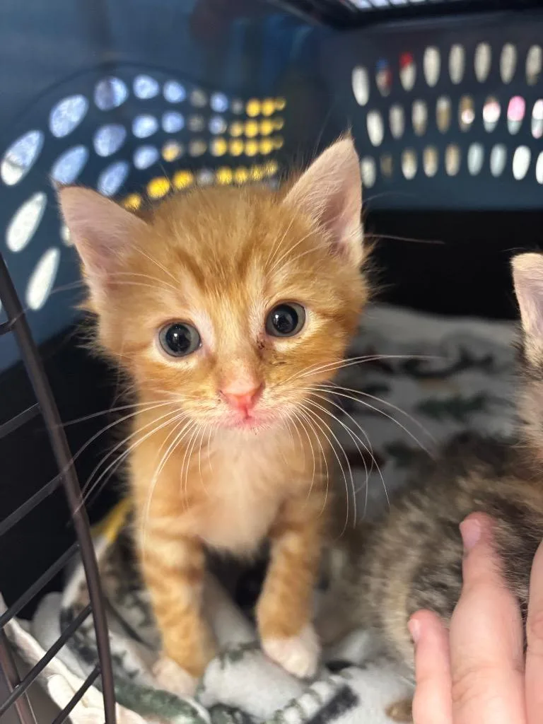 A baby small-sized male Domestic Short Hair cat named Shrimp Tempura Roll for adoption in Liverpool, NY