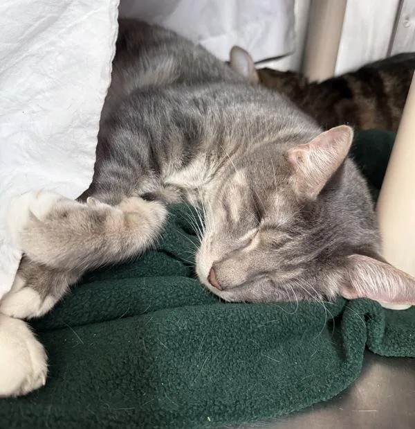 An adult small-sized male Domestic Short Hair cat named Io for adoption in Austin, TX