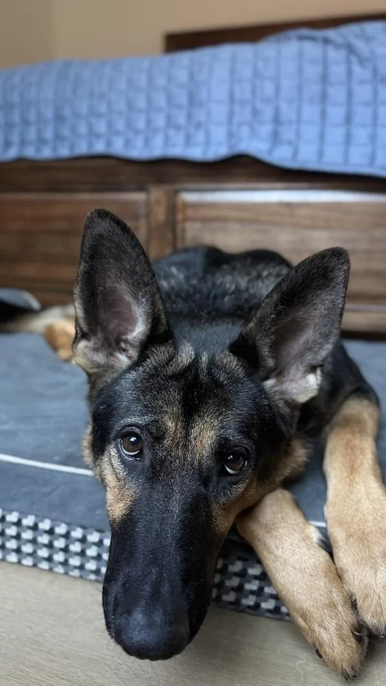 An adult large-sized female Brown / Chocolate German Shepherd Dog dog named Liberty for adoption in Houston, TX
