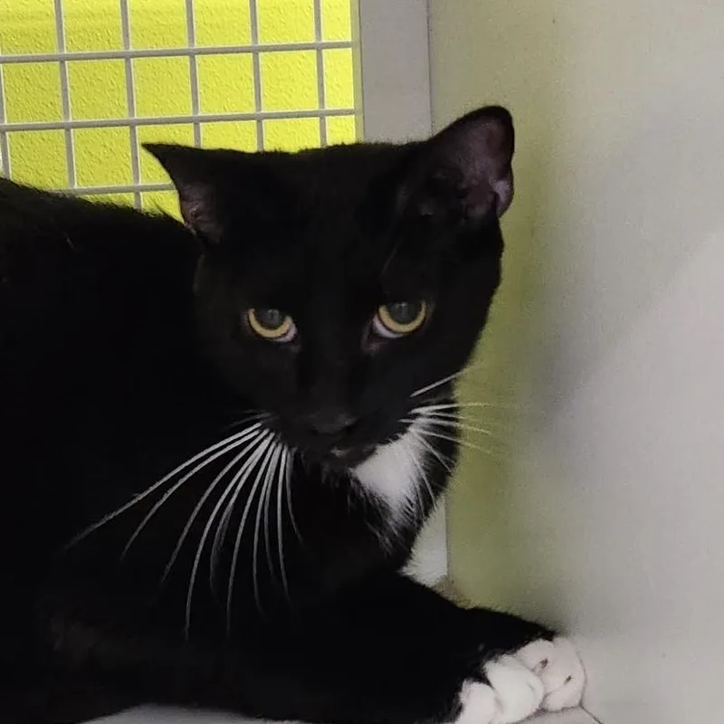 An adult medium-sized male Domestic Short Hair cat named Oh Henry for adoption in Dallas, TX