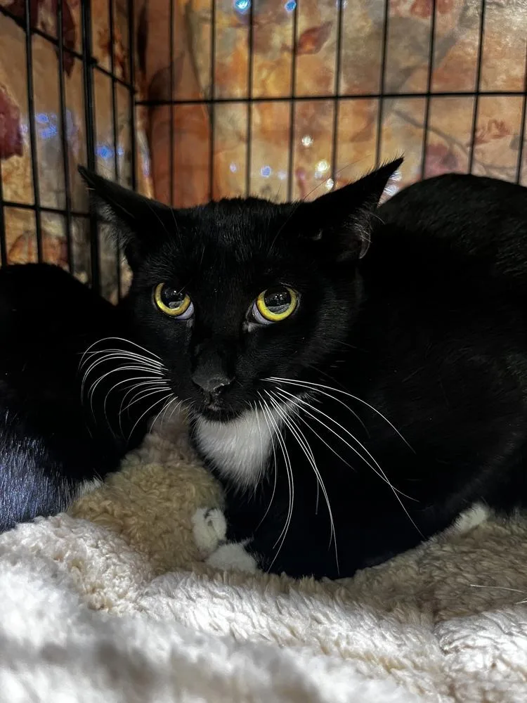 Oh Henry thumbnail 4