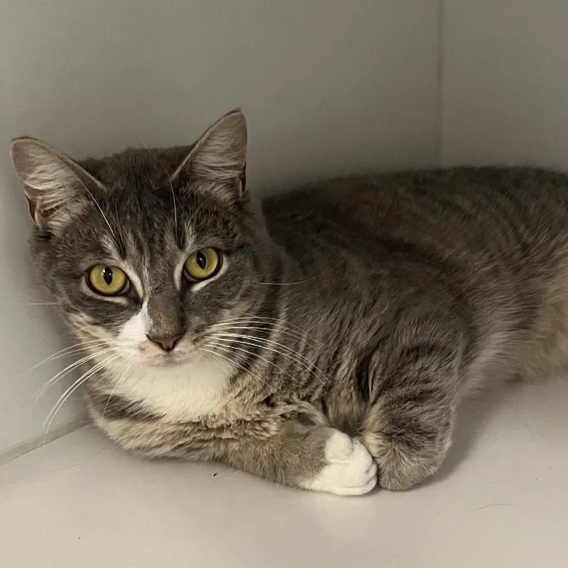 A young medium-sized male Gray / Blue / Silver Domestic Short Hair cat named Seymour for adoption in New York, NY