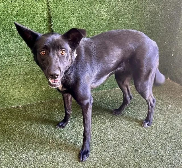 A young small-sized female Labrador Retriever dog named Girl for adoption in Lancaster, CA