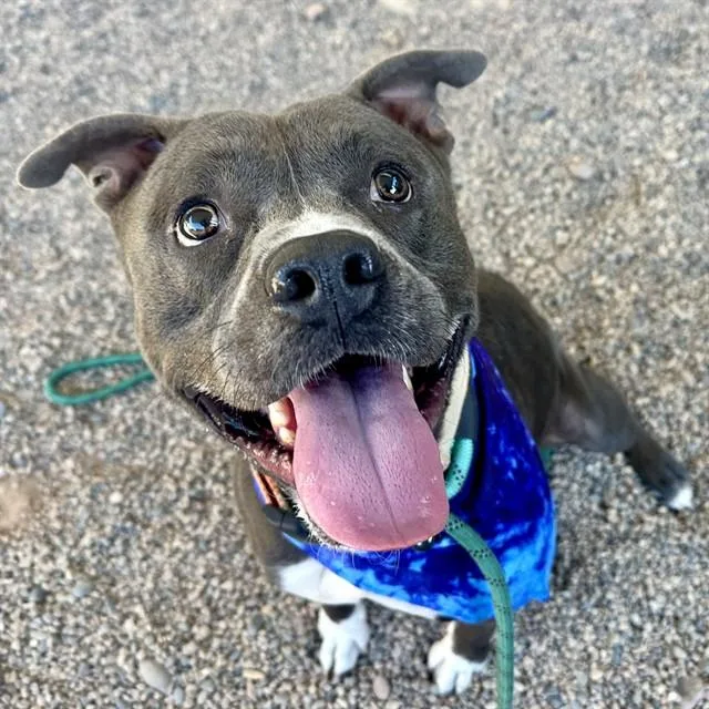 An adult large-sized male Pit Bull Terrier dog named Aire for adoption in Mesa, AZ