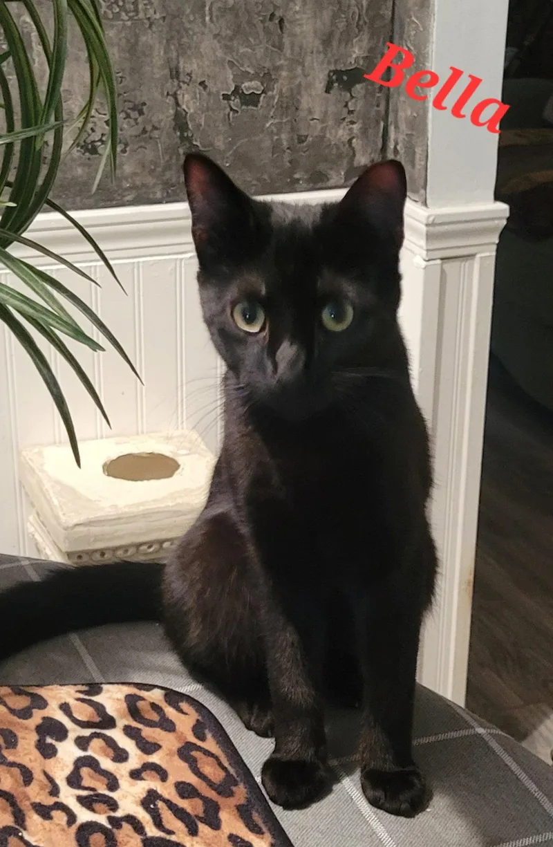 A young small-sized female Black Domestic Long Hair cat named Bella CP for adoption in Locust Grove, GA