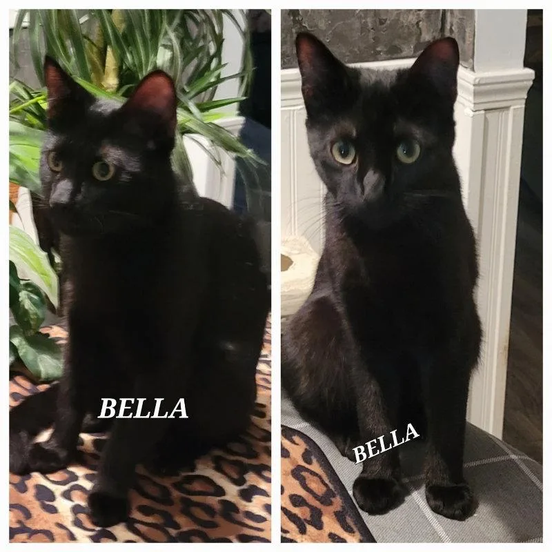 Bella CP thumbnail 2