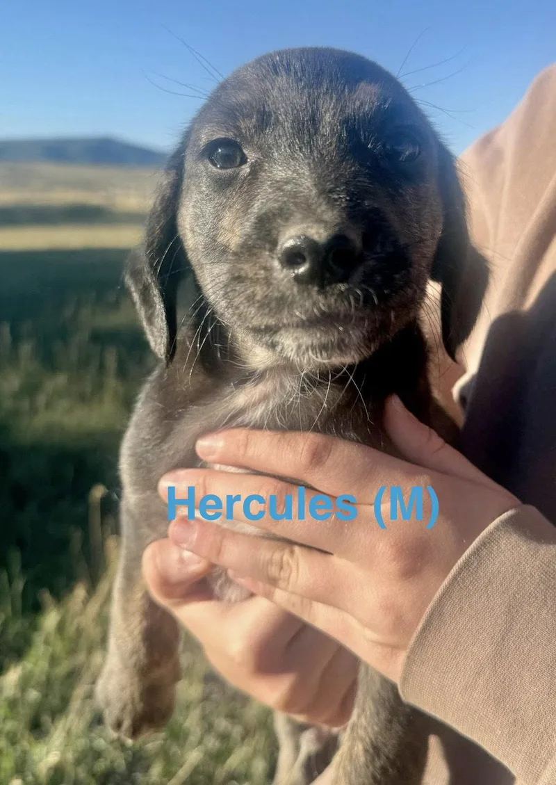 Hercules