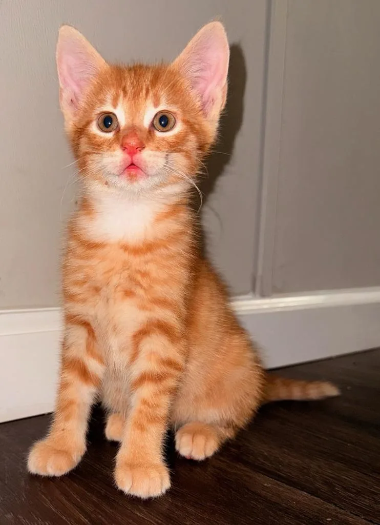 A baby small-sized male Domestic Short Hair cat named Orzo for adoption in Darien, GA