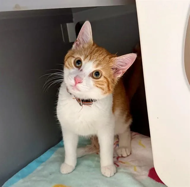 A young medium-sized male Domestic Short Hair cat named Twitch for adoption in Leesburg, VA