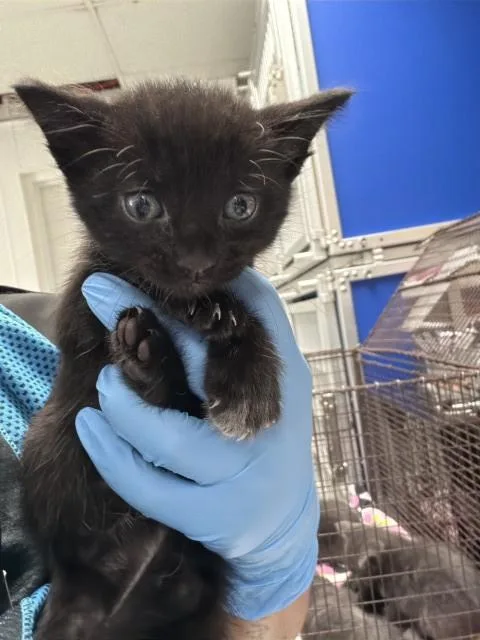 A baby small-sized male Domestic Short Hair cat named Merlin for adoption in San Bernardino, CA