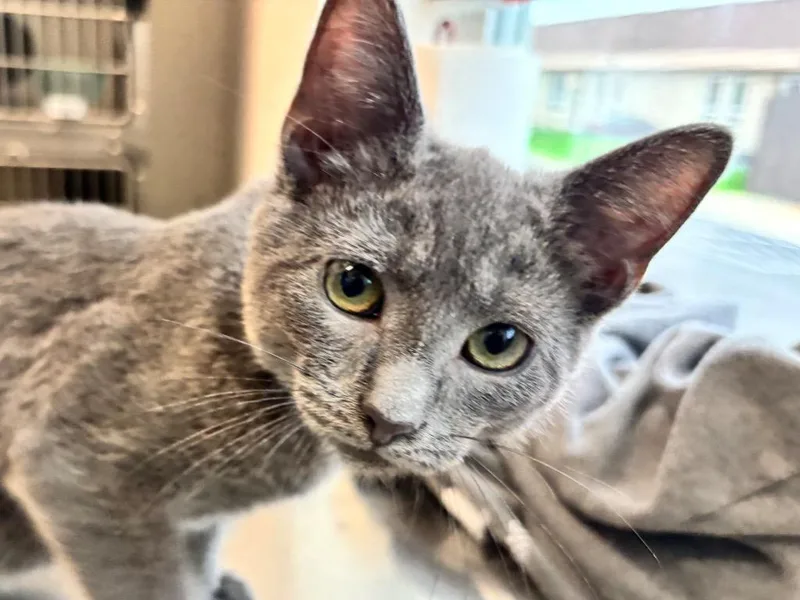 A baby small-sized male Domestic Short Hair cat named Kendrick for adoption in Powell, OH