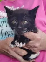 A young small-sized female Black Domestic Short Hair cat named Prissy for adoption in Santa Cruz, CA