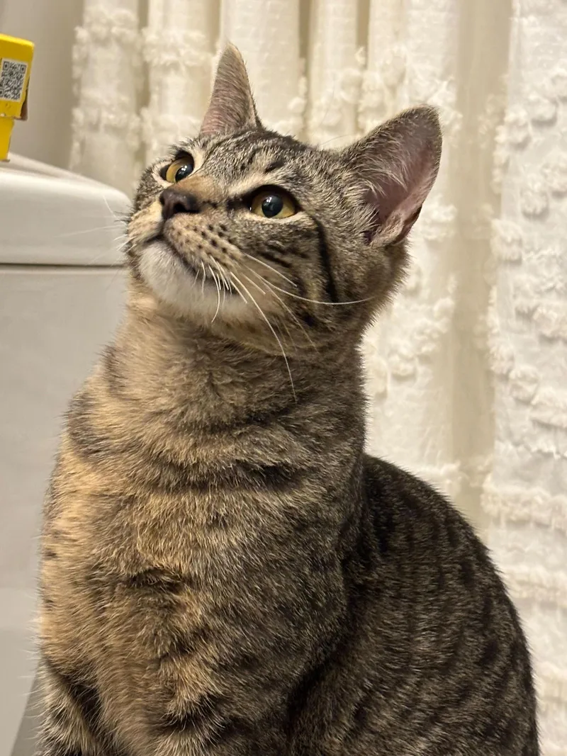 A baby medium-sized male Tabby (Brown / Chocolate) Domestic Short Hair cat named Yukon for adoption in Seattle, WA