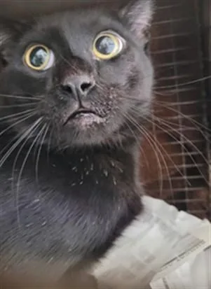 A young medium-sized female Domestic Short Hair cat named Minnie Mama for adoption in Van Nuys, CA