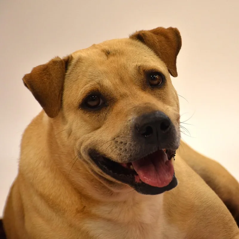 An adult large-sized female Yellow / Tan / Blond / Fawn Yellow Labrador Retriever dog named Marissa for adoption in Wharton, TX