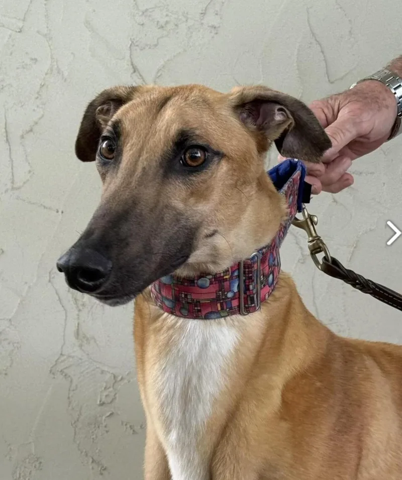 An adult large-sized male Apricot / Beige Greyhound dog named Hulk for adoption in Coon Rapids, MN